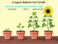стадии жизни растений